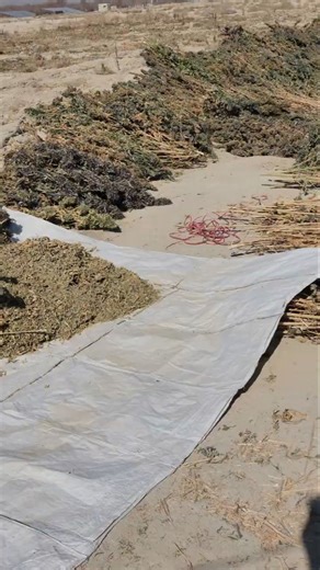 making hash . #usa #uk #canada #germany #thailand #pakistan