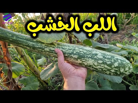فوائد اللب الخشب المذهلة 15 فائدة لا تحصى فى اللب الخشب ؟؟؟