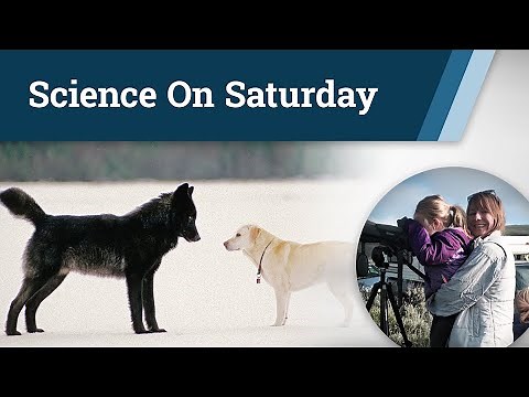 Dogs and humans with Williams Syndrome