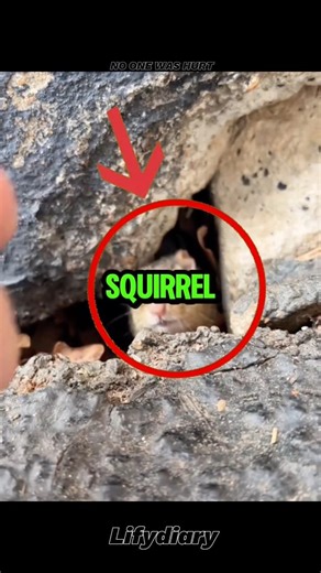 Greedy Squirrel #shorts #usa