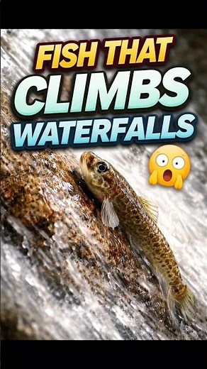 👉 “Fish That Climbs Waterfalls 😳 Goby Fish Amazing Ability”