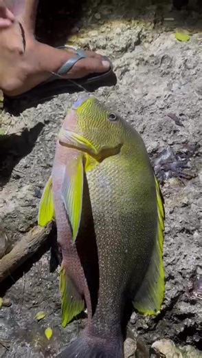 Rock Fishing Techniques for Catching Maori Snapper