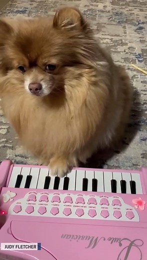 Watch out Beethoven this dog has some skills on the piano. | The National Desk - TND