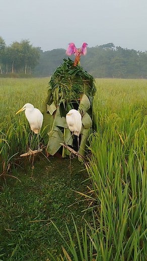 Hunting red-billed gulls #birds #hunting #vrialvideo #shortsvideos | Faruk Islam