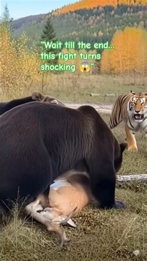 Leopard vs Bear | Wild Fight for Survival 🐆🐻 #shorts