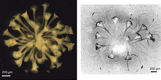 New Research Reveals the Origins of Cooperation - USC Viterbi | School of Engineering