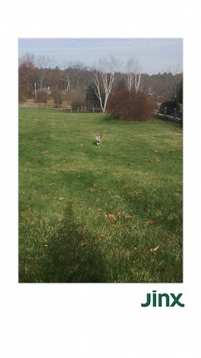 Chris Evans and Dodger: A Heartwarming Dog Story