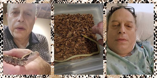 Snake Influencer Bitten After Bragging ‘Anti Venom Is for Pussies’