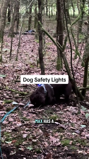 Does this mean that blue is the safest colour to use? Not necessarily - that’s just how I’ve broken it down with logic and by testing different coloured lights on myself and my dog when we’re walking by roads in the dark. Blue and red seem to have the most effect on slowing down drivers. . Dog always wears blue and I usually have a headtorch on and a red light on the back of my belt (like cyclist lights) . No matter what you use - any safety light is better than no safety light! . Helps to keep 