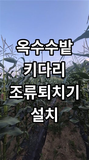 옥수수밭 키다리 조류퇴치기 설치#조류퇴치기#옥수수개꼬리#옥수수조류피해