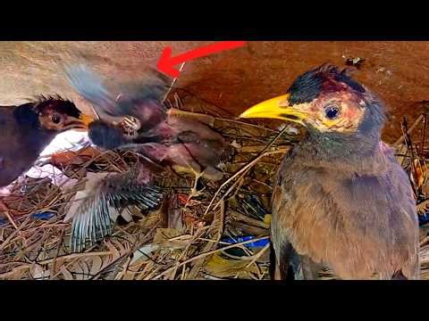 The baby myna bird was attacked by another flock of myna birds, eventually dying while the mother wa