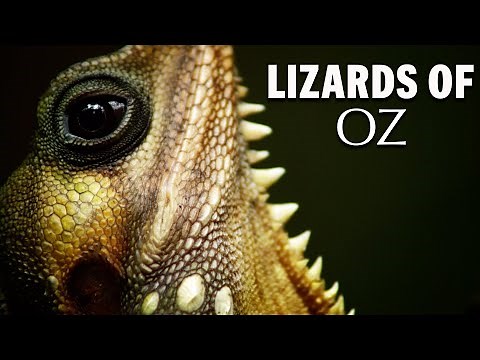 Lizards of Oz: Challenges of Adaptation in Australia's Wilds | Wild Tales | Documentary