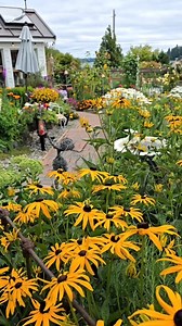Black-Eyed Susans doing what they do best — take over! 💛 They bring the kind of late-summer cheer that makes the whole garden feel alive and glowing. If you’re looking for low-maintenance beauty that just keeps blooming… this is your girl. Which flower is taking over your garden right now? I’d love to know!👇 #cottagegarden #blackeyedsusan #summergardenvibes #cutflowergarden #pnwflowers #cottagegardenstyle #latesummerblooms #beefriendlyflowers #gardenglowup #cottagecoregarden | Shiplap and Shel