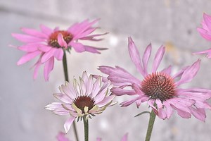 How Bleach Works: Disinfection, Stain Removal, and Dangers