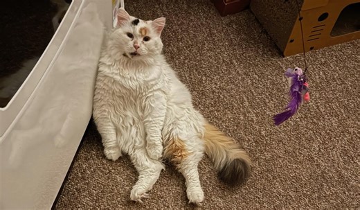 Pet of the Week: Tinkerbell