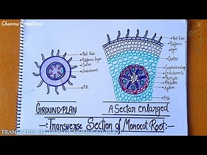 Transverse section of monocot root diagram drawing | how to draw transverse section of monocot root|