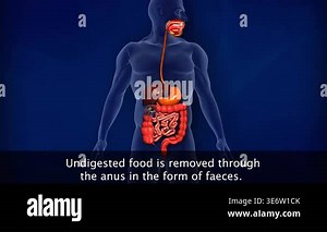 3d animation of feces removal showing large intestine, rectum, and anus with defecation process Stock Video Footage - Alamy