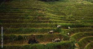 herd of water buffalos eating on the rice terraces, Sa Pa, Vietnam