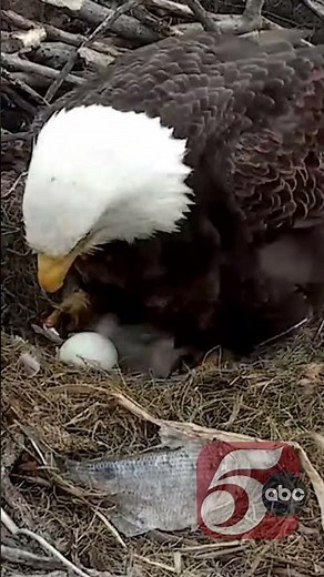 Eagle cam returns with new nest, eagles