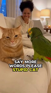 You're stupid cat #parrots #parrottalking | Global Weird News