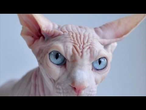 Top 5 Uncontrollable Laughter Moments on Live TV