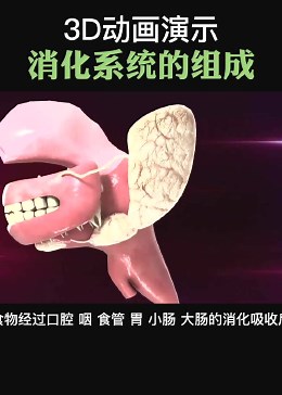 3D动画演示：消化系统的组成