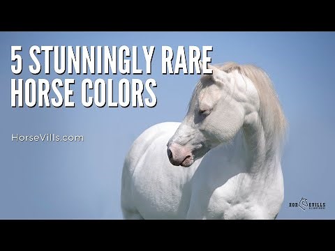 Stunning Rare Horse Colors You Need to See