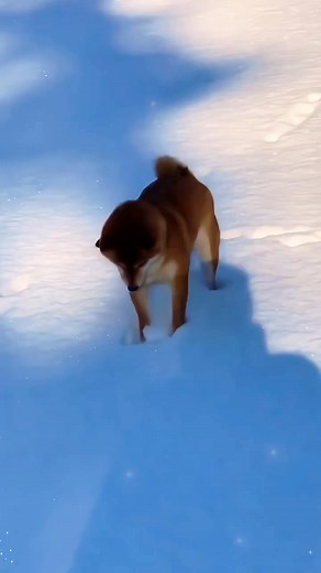 43K views · 1.4K reactions | When Shiba realized that snow means free trampoline 露‍♂️☃️藍 | Shiba Inu Life | Facebook