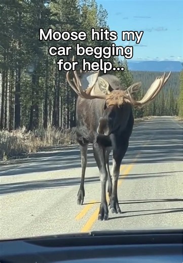 Moose have a weird way of saying thank you…#wholesome #animals
