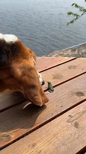 I rescued a hummingbird tangled in fishing line rescue animals hummingbird pet fyp | Super zoo