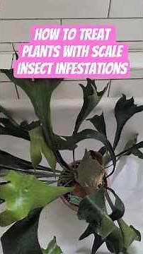 How to Treat Plants With Scale Insect Infestations #staghornfern #scaleinsects #pests #ferns #plants