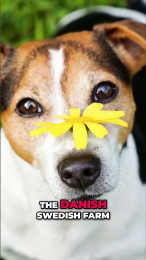 Danish Swedish Farm Dog: Viking Heritage & Unwavering Loyalty