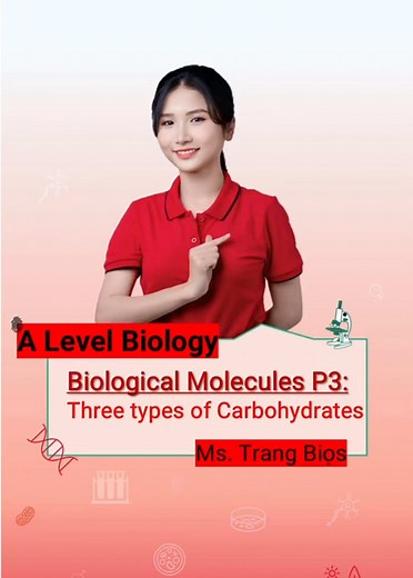 Understanding Carbohydrates: Three Major Types Explained
