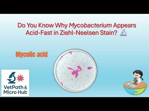 Do You Know Why Mycobacterium Appears Acid-Fast in Ziehl-Neelsen Stain? 🔬