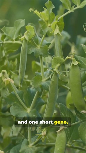 What Is Mendelian Genetics? 🧬