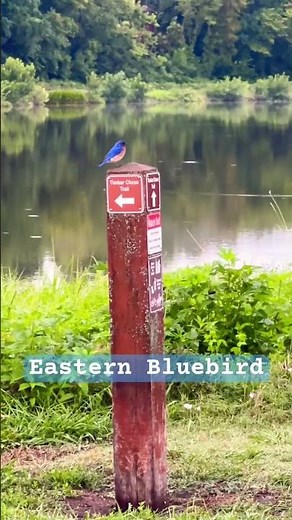 Eastern Bluebird Birdwatching at Serene Lake Spot These Colorful Songbirds #nature #birds #bluebird