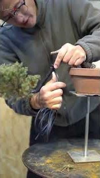 Instructions on how to shape a bonsai tree. Volume 3 #bonsaimaking #lovebonsai #bonsai