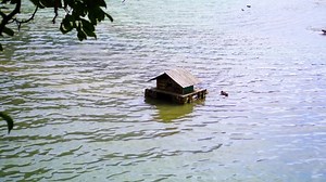 Free video - Ducks, Lake, House, Wood, Nature