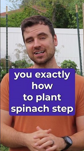 How to Plant Spinach (Quick Guide)