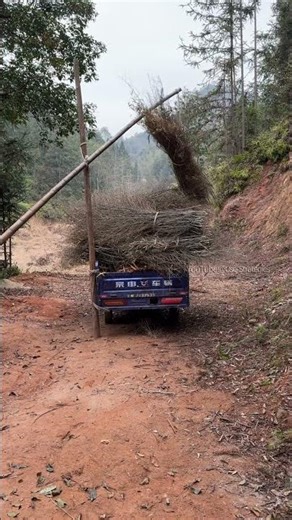 Crystallization of Wisdom, a simple crane on a Tricycle