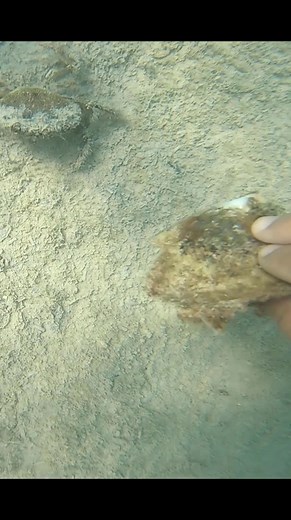 ‏رحلة البحث عن لؤلؤ البحر