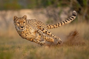 The 12 fastest animals in the world | BBC Science Focus Magazine