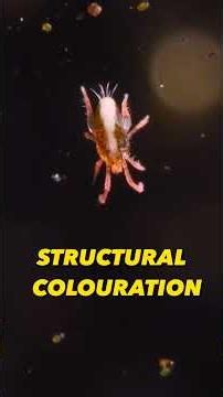 Deadly.Iridescent.Meet the Whirligig Mite!