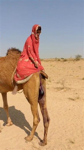 #animals #camels #fitting #style