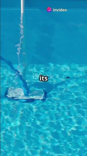 DOLPHIN Quantum Robotic Pool Cleaner Review