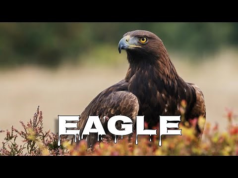 Golden eagle sound