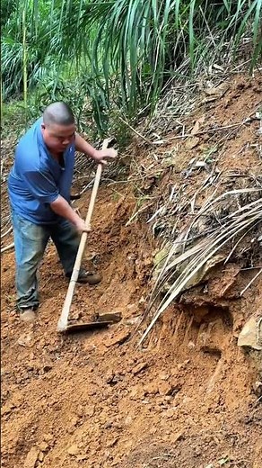Manual soil digging process using a shovel on hillside