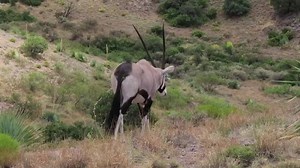 6.6K views · 133 reactions | Did you know... 50 years ago, Oryx were...