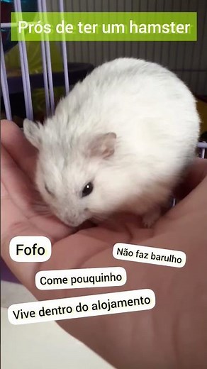 Prós e contras de ter um hamster 🐹 Hamster anão russo • hamster dá trabalho?