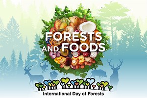 2025 International Day of Forests Forests and foods